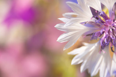 Close-up of purple flowering plant