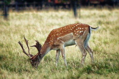 Deer on field