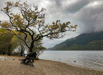 Tree by sea against sky