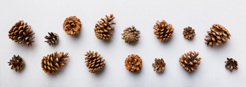 Close-up of pine cones on white background