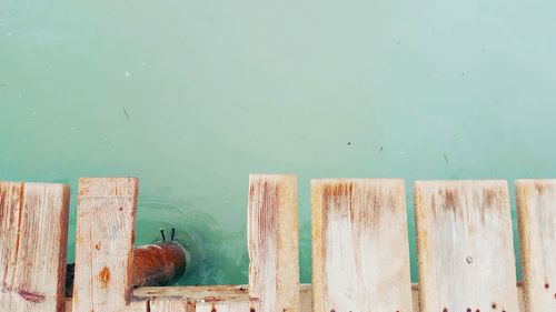 Close-up of birds on wood