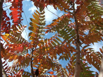 Low angle view of tree during autumn
