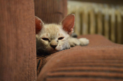 Close-up of little sphynx kitten