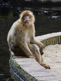 Portrait of monkey sitting on railing