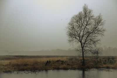 Bare tree by lake against clear sky