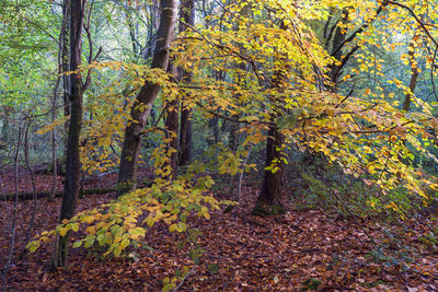 Trees in forest during autumn