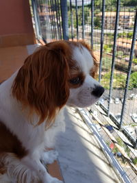 Close-up of a dog looking away