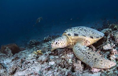 Turtle swimming in sea