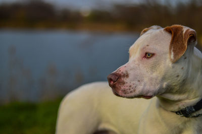 Close-up portrait of dog on lake