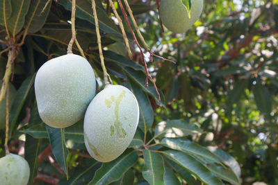 Close-up of fruit growing on tree