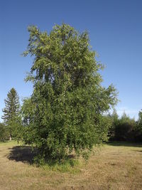 Trees on field against clear sky