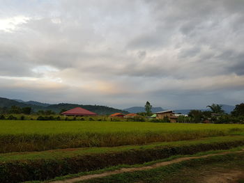 Scenic view of agricultural field against sky