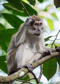 Close-up of monkey sitting on branch