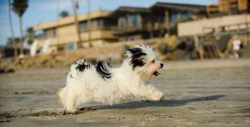 Dog on sand at beach against sky