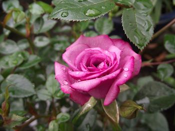 Close-up of pink rose