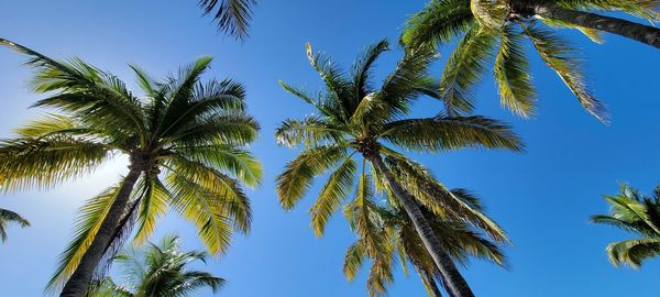 Low angle view of palm tree against sky