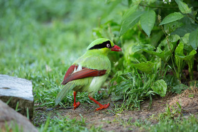 Bird perching on a plant