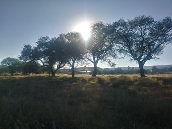 Trees on field against sky during sunset