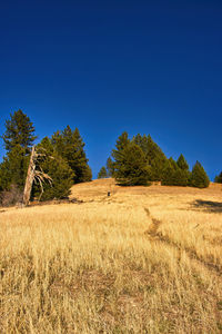 Trees on field against clear blue sky