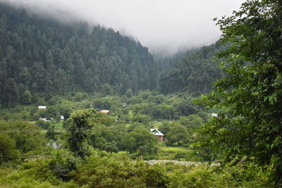 Scenic view of forest against mountains
