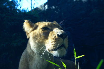 Close-up of an animal