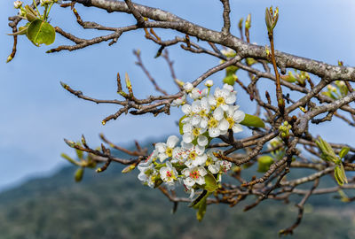 Low angle view of cherry blossom tree