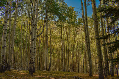 Trees growing in forest