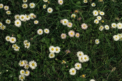 High angle view of daisies blooming on field