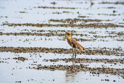 Chinese pond heron look for prey in wetlands