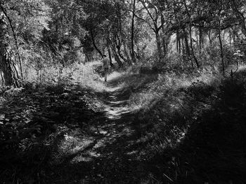 Trees in the forest