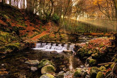 Plants and trees in forest during autumn