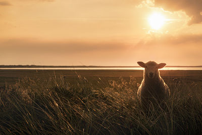 View of horse on field against sky during sunset