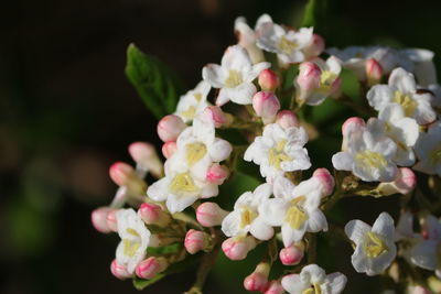 Close-up of pink flowers blooming outdoors