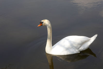 Swan swimming in lake