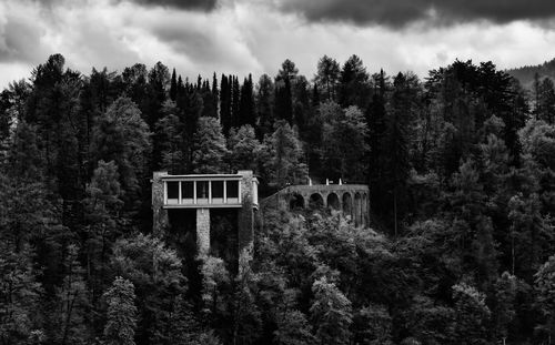 Trees in forest against sky