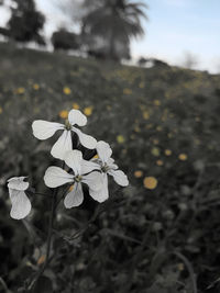 Close-up of flowers against blurred background