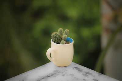 Close-up of potted plant on table