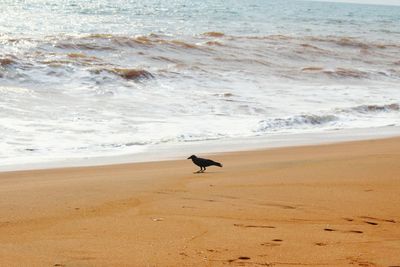 Bird on beach by sea against sky