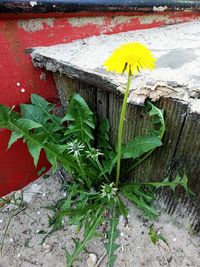 Close-up of yellow flowering plant