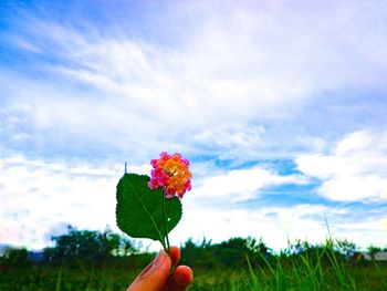 Person holding pink flower on field against sky