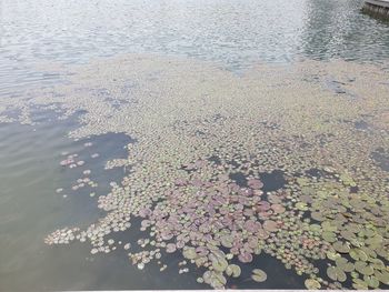 High angle view of flowers floating on water