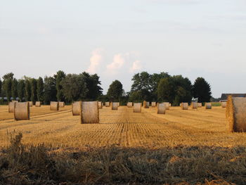 Trees in field