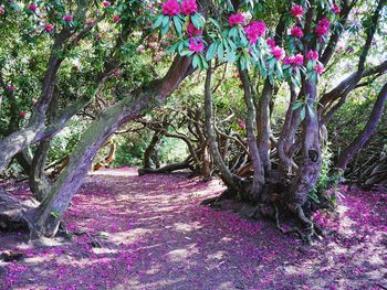 Pink flowers growing on tree