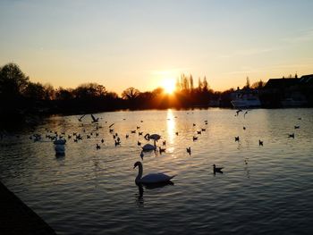 Ducks swimming in lake during sunset