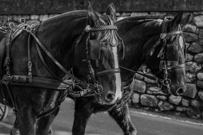 Close-up of horse standing by cart