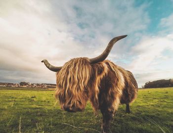 Highland cattle grazing on field against cloudy sky