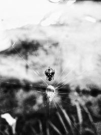 Close-up of spider on web