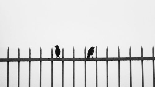 Birds perching on railing against sky