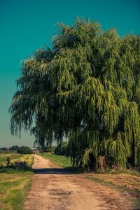 Road amidst trees against sky