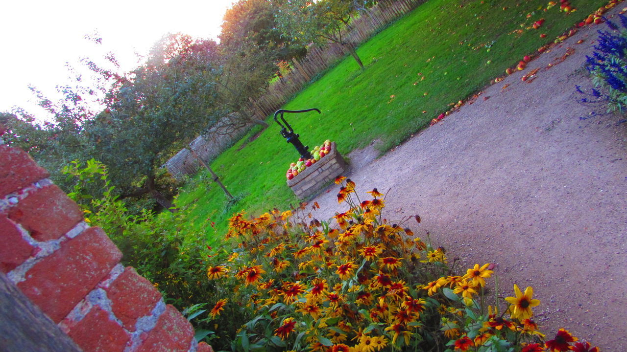 HIGH ANGLE VIEW OF PLANTS ON TREE